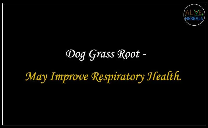 Dog Grass Root