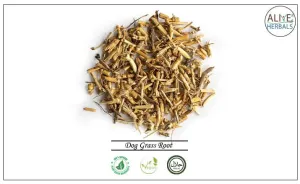 Dog Grass Root
