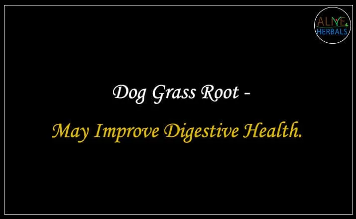 Dog Grass Root