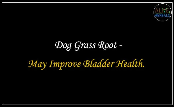 Dog Grass Root
