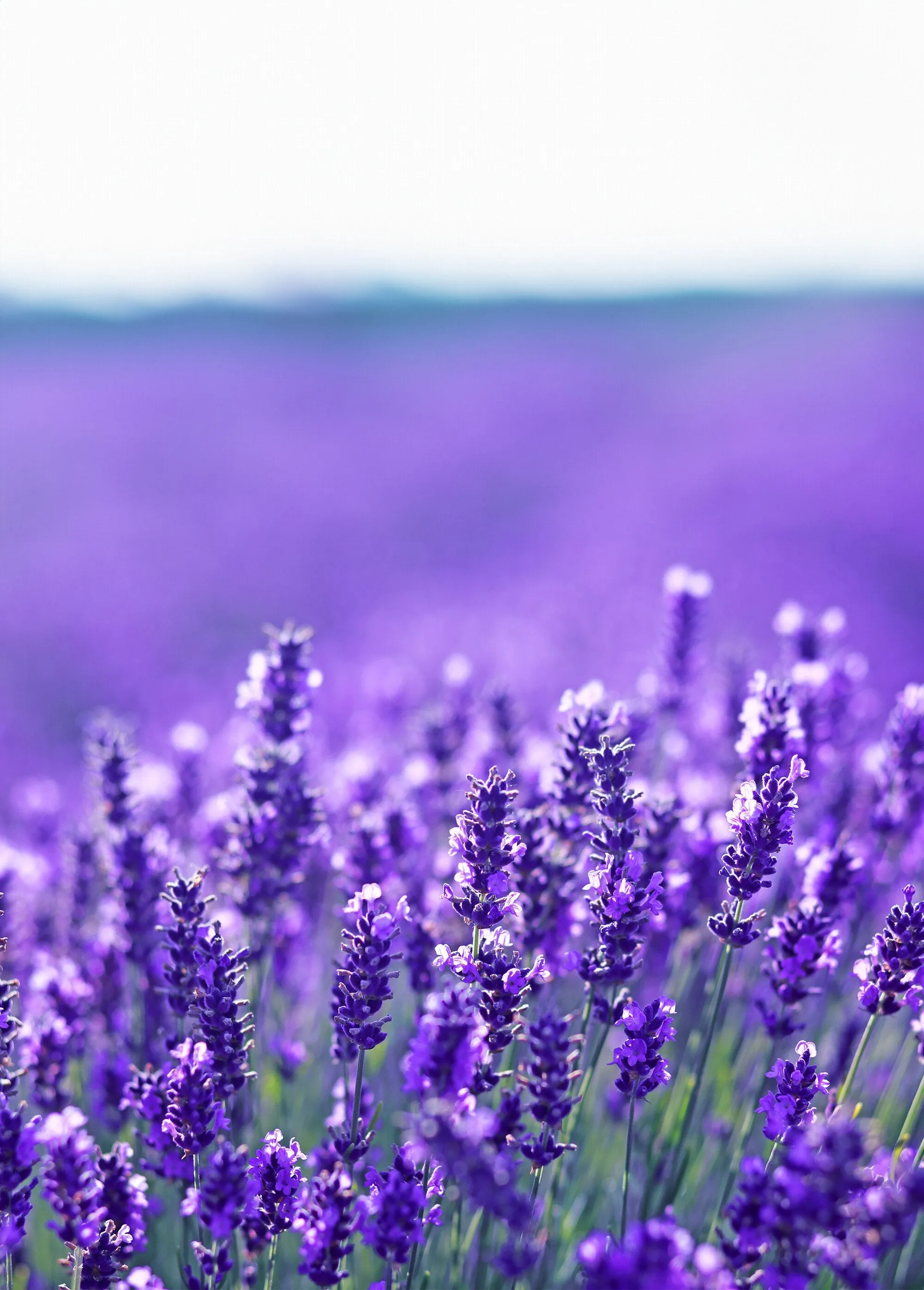 Pack of 2 lavender scent heel protectors